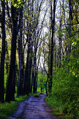 Serene pathway through lush green forest with tall trees lining both sides, inviting exploration and tranquility in a natural environment, perfect for outdoor enthusiasts