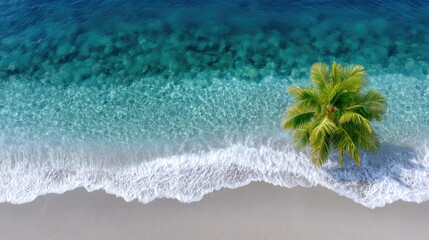 Aerial View of a Serene Tropical Beach With a Lone Palm Tree and Crystal Clear Turquoise Water Gently Washing Ashore