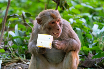Urban macaques eating human food in Qianlingshan Park, Guiyang, China