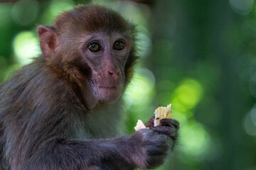 Obraz premium Urban macaques eating human food in Qianlingshan Park, Guiyang, China
