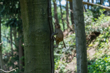 Urban macaques eating human food in Qianlingshan Park, Guiyang, China