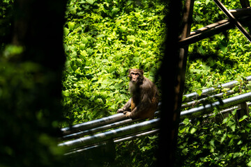 Urban macaques scavenging for human food in Qianlingshan Park, Guiyang, China