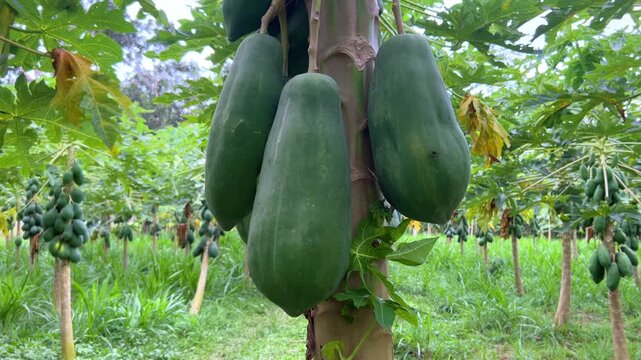 Papaya plantation. There are many large fresh papayas on the tree. Green papaya fruits on fruit trees. Papaya fruit, Central Java, Indonesia, Asia. 4K