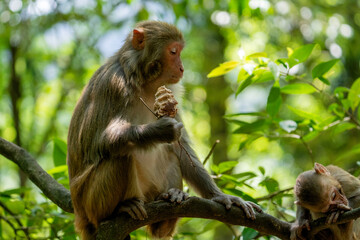 Urban macaques scavenging for human food in Qianlingshan Park, Guiyang, China