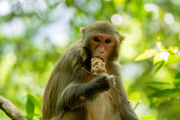 Urban macaques scavenging for human food in Qianlingshan Park, Guiyang, China
