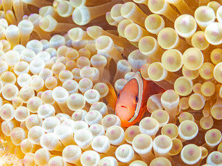 可愛いハマクマノミ, Tomato clownfish, Amphiprion frenatus,...