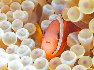可愛いハマクマノミ, Tomato clownfish, Amphiprion frenatus,...