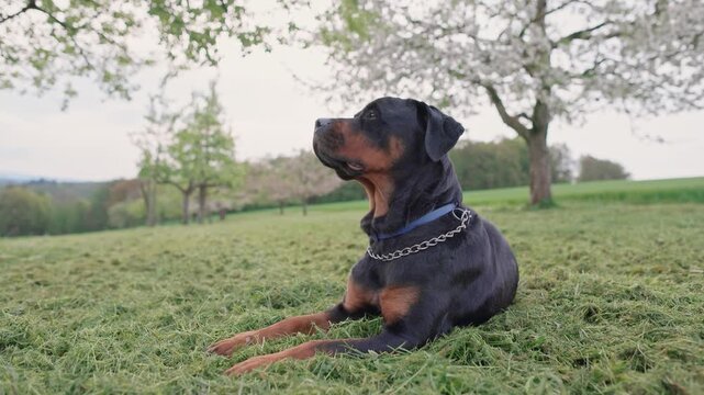 Dog Rottweiler lies on a meadow with green grass and flowering trees and rests in the countryside