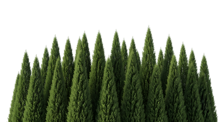 Row of tall green cypress trees isolated on transparent background