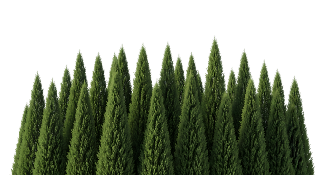 Row of tall green cypress trees isolated on transparent background