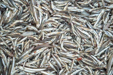 Close-up of wet anchovies piled together in a bucket, suitable for graphic design background.