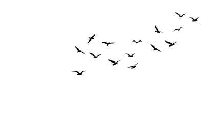 Minimalist Flock of Flying Birds Silhouette