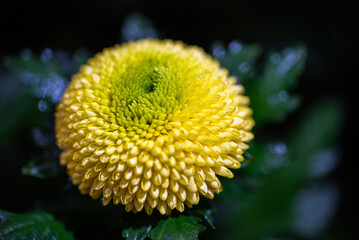 Vivid yellow chrysanthemum flower blooms in a garden