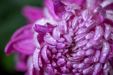 Vibrant purple chrysanthemum flower with water droplets