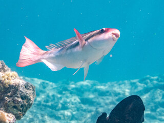 Obraz premium イチモンジブダイ, Forsten's parrotfish, Scarus forsteni, ブダイ科, 嘉比島, Gahi Island, 座間味島, ZAMAMI Island, 慶良間諸島, KERAMA Islands, 沖縄県, OKINAWA pref,