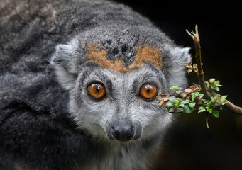 Obraz premium A close up of a watching Crowned Lemur