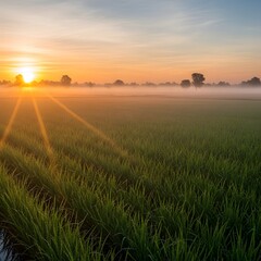 Fresh Morning Mist Over Paddy Field – Sunrise Rays and Peaceful Rural Landscape