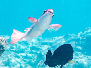 イチモンジブダイ,  Forsten's parrotfish, Scarus forsteni, ブダイ科,嘉比島, Gahi Island,座間味島, ZAMAMI Island,慶良間諸島, KERAMA Islands,沖縄県, OKINAWA pref,