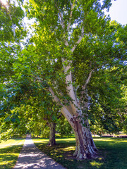 Naklejka premium Large sycamore tree in Janka Krala Park in Bratislava. Tall sycamore tree in Janka Krala Park with summer sunlight in Bratislava, Slovakia.
