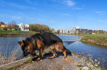 German Shepherd Walking by the River on a Sunny Day