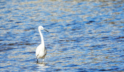 White Egret Wading in the River Water