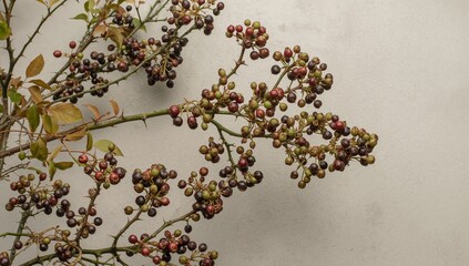 Clusters of Berries on Branches, A Study in Organic Textures and Botanical Forms.