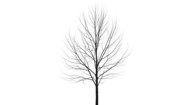 Elegant bare tree with intricate branches for winter design and nature themed compositions