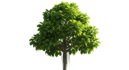 Lush green tree with broad leaves creates a sense of tranquility and natural beauty for design projects