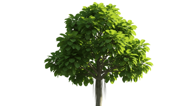 Lush green tree with broad leaves creates a sense of tranquility and natural beauty for design projects