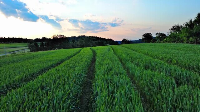 Fruit trees grow in meadow with green grass in the countryside under a cloudy sky