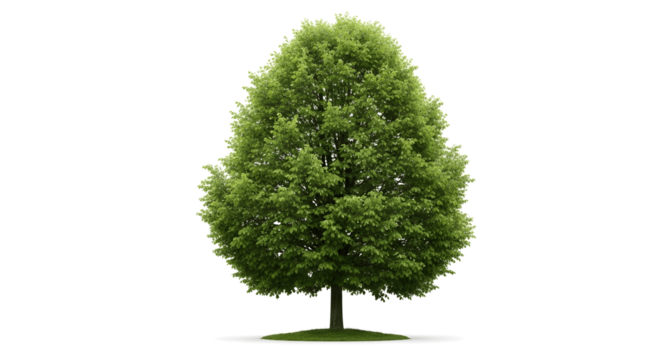 Lush green tree casting cool summer shade, perfect for park designs or serene landscape scenes