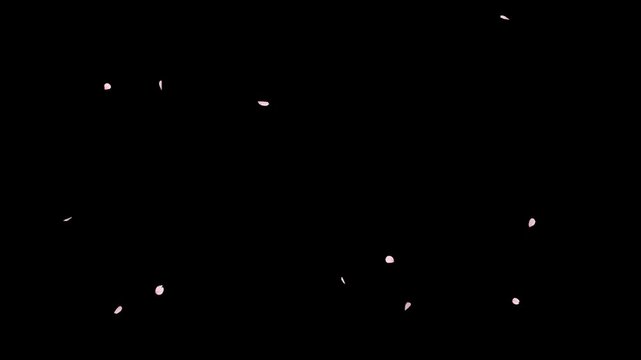 Cherry Blossom Falling Alpha Seamless Loop