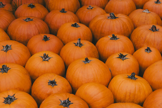 Pumpkin harvest arranged in rows outdoors