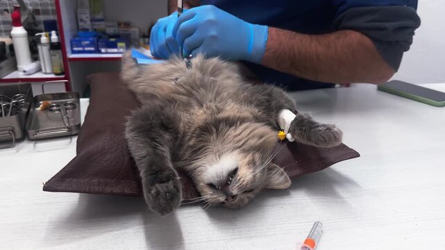 Veterinarian operates on a cat. Surgeons performing operation on cat on surgical table.