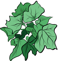 Ivy leaves bouquet green botanical vector illustration