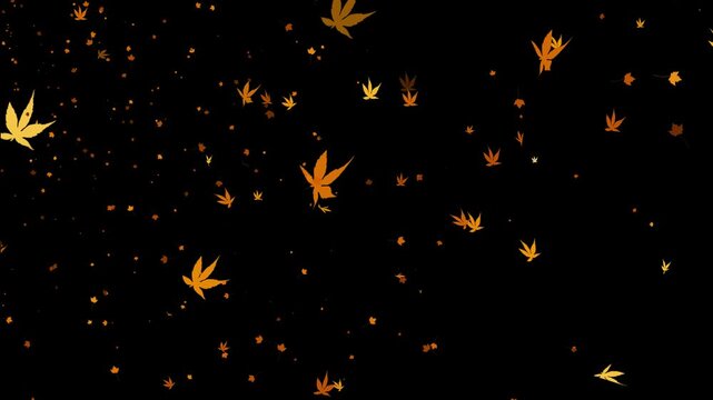 alpha beautiful yellow maple leaves flutter in the wind