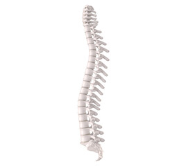 The Vertebral Pillar: A detailed, isolated view of the human vertebral column, showcasing the intricate structure of the spine.