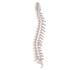 The Vertebral Pillar: A detailed, isolated view of the human vertebral column, showcasing the intricate structure of the spine.