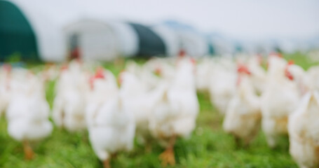 Walking, flock of chickens on farm for agriculture, meat production and free range egg ranch. Blur,...