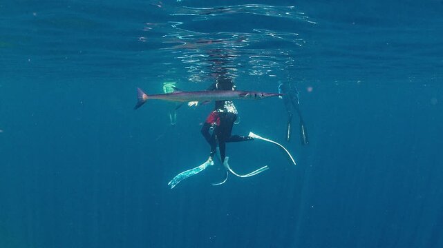 Needlefish, Tylosurus crocodilus, swims near the freedivers in the tropical sea in Indonesia