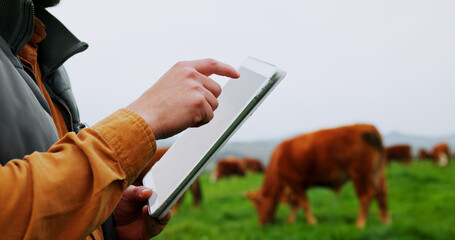 Hands, tablet and scroll for farming, cows or checklist for bovine animal wellness on field....