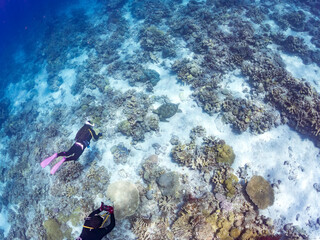 ゆったり食事するアオウミガメとダイバー。英名学名：Green Turtle, Green Sea Turtle (Chelonia mydas) 美しいサンゴ礁と熱帯魚の群れ。 嘉比島沖縄県 島尻郡慶良間諸島座間味島-2025 サンゴの産卵があり卵が漂う。沖縄本島から40km西方の諸島。30以上の島嶼群全体が国立公園に指定。珊瑚礁の青い海と白い砂浜は世界屈指の美。貴重な動植物が多数生息。 