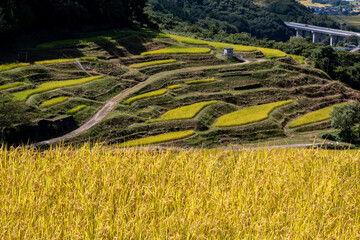黄金色に輝く日本の原風景：実りの秋を迎えた美しい棚田