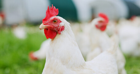Countryside, chicken and bird on farm for agriculture, meat production and free range egg ranch....