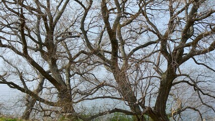Fototapeta premium 早春の江戸川の青空を映す川面を背景の枯れ木風景