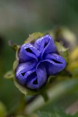 Nicandra Bl&uuml;te