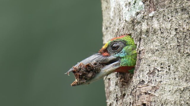 Blue-throated Barbet (	Psilopogon asiaticus ) in tree. Bird watching in natural habitats in the forest.