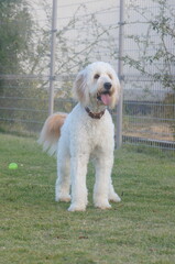 Happy fluffy dog walking on grass with tongue out