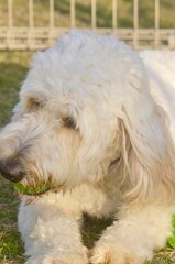 Fluffy white dog lying on green grass holding a ball in mouth