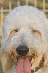 Cute fluffy dog resting on grass with tongue out in warm sunlight
